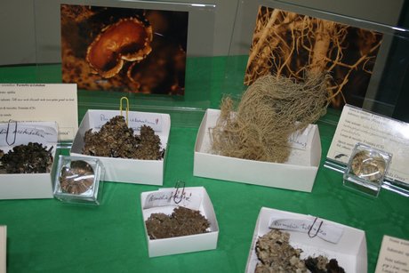 mostra micologica anno 2010 - 4